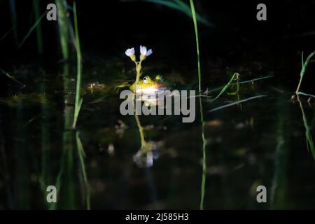 Kleiner Wasserfrosch (Pelophylax lessonae), schwimmt im warmen Licht der Abendsonne neben einer Wasserpflanze, Niedersachsen, Deutschland Stockfoto