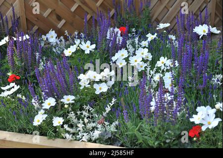 Weiße cosmea (Cosmos bipinnatus) und blauer Waldsalbei (Salvia nemorosa) Karadonna blühen im Mai auf einer Ausstellung in Blumenrandung Stockfoto