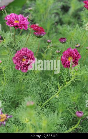 Im Juli blüht in einem Garten die purpurne cosmea (Cosmos bipinnatus) mit Doppelblüten Stockfoto