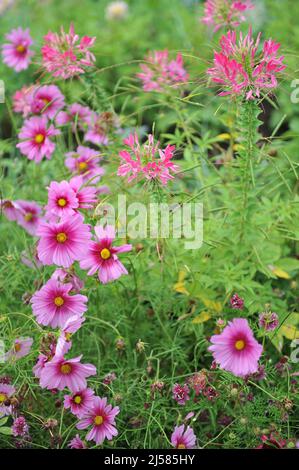 Rosa cosmea (Cosmos bipinnatus) und Spinnenblüte (Cleome) und blühen im August in einem Blumenkriem in einem Garten Stockfoto