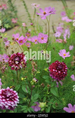 Die rosa cosmea (Cosmos bipinnatus) und die violette Dahlie blühen im August an einem Blumenrand in einem Garten Stockfoto