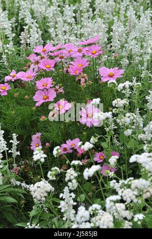 Im Juli blühen in einem Garten die rosa cosmea (Cosmos bipinnatus) und der weiße Salbei (Salvia farinacea) Stockfoto