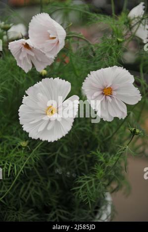 Weiße halbdoppelte cosmea (Cosmos bipinnatus) Cupcakes Blush blüht auf einer Ausstellung im Mai Stockfoto