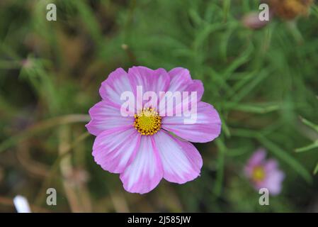 Weiß mit rosa Rändern cosmea (Cosmos bipinnatus) Picotee blüht im September in einem Garten Stockfoto