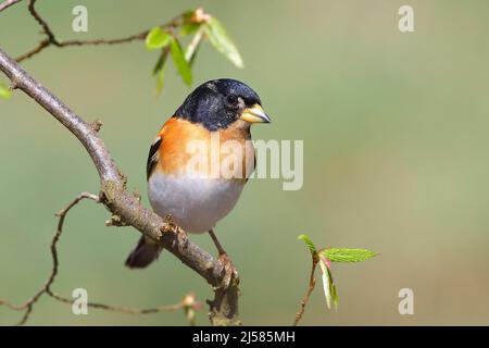 Bergfink (Fringilla montifringilla), Maennchen im Prachtkleid, steht auf Ast einer Grau-Birke (Betula populifolia), Siegerland, Nordrhein-Westfalen Stockfoto