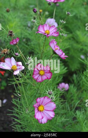 Weiß mit rosa Rändern cosmea (Cosmos bipinnatus) Picotee blüht im September in einem Garten Stockfoto