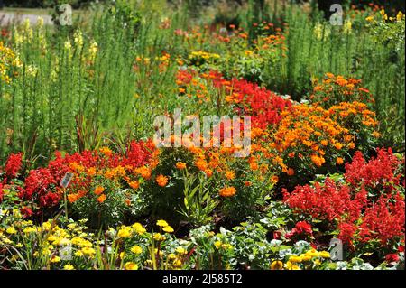 Gelber Kosmos (Cosmos sulfureus) im Juli blüht die kosmische Orange in einem Garten Stockfoto