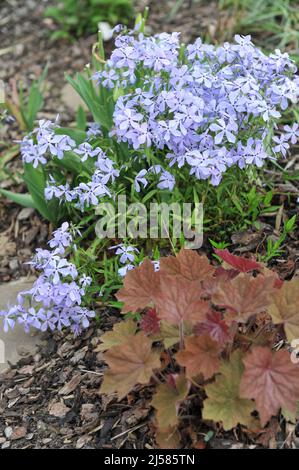 Sweet william (Phlox divaricata) Wolken des Parfüms blüht im Mai in einem Garten Stockfoto