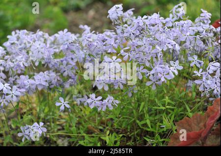 Sweet william (Phlox divaricata) Wolken des Parfüms blüht im Mai in einem Garten Stockfoto