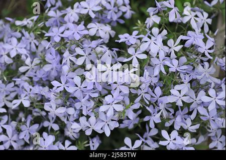 Sweet william (Phlox divaricata) Wolken des Parfüms blüht im Mai in einem Garten Stockfoto