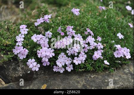 Hellrosa getuftete Phlox (Phlox douglasii) Rosea blüht im Mai in einem Garten Stockfoto