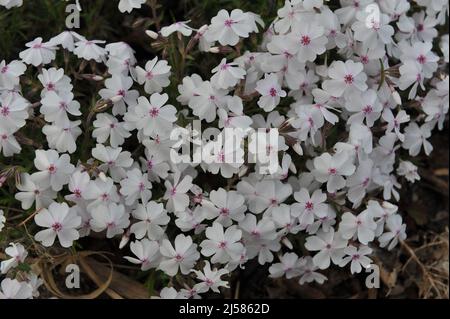 Weiß mit einem rosa Auge Moos Phlox (Phlox subulata) erstaunliche Gnade blühen in einem Garten im Mai Stockfoto