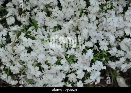 Weiß mit einem rosa Auge Moos Phlox (Phlox subulata) erstaunliche Gnade blühen in einem Garten im Mai Stockfoto