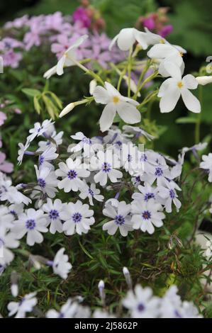 Weiß mit blauem Auge Moosphlox (Phlox subulata) Bayern blüht im April in einem Garten Stockfoto