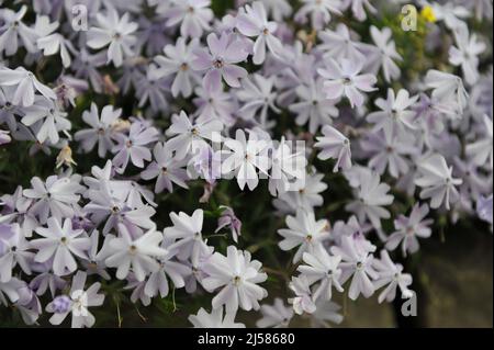 Hellblaues Moosphlox (Phlox subulata) Smaragdkissen Blau blüht im Mai in einem Garten Stockfoto