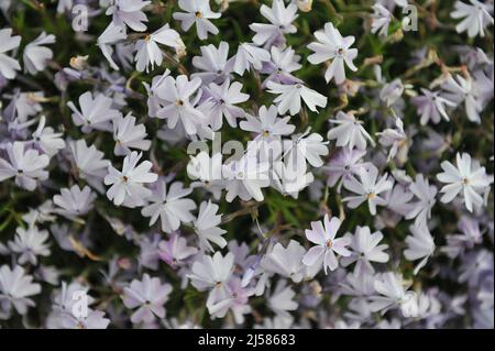 Hellblaues Moosphlox (Phlox subulata) Smaragdkissen Blau blüht im Mai in einem Garten Stockfoto