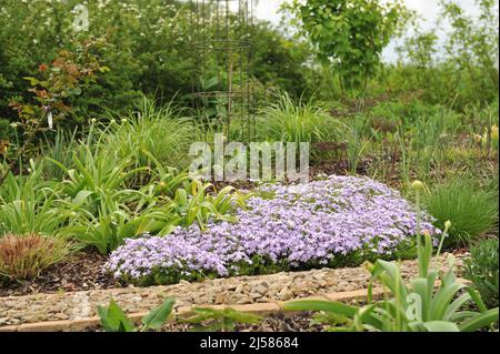 Hellblaues Moosphlox (Phlox subulata) Smaragdkissen Blau blüht im Mai in einem Garten Stockfoto