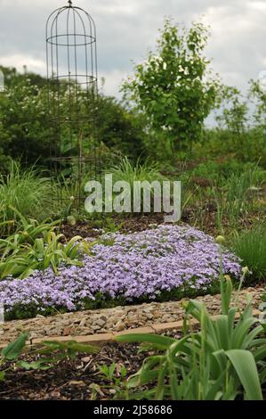 Hellblaues Moosphlox (Phlox subulata) Smaragdkissen Blau blüht im Mai in einem Garten Stockfoto