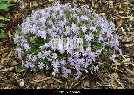Hellblaues Moosphlox (Phlox subulata) Smaragdkissen Blau blüht im Mai in einem Garten Stockfoto