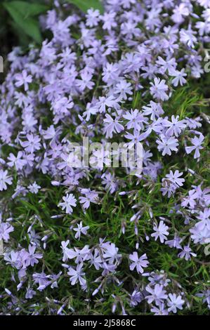 Hellblaues Moosphlox (Phlox subulata) Smaragdkissen Blau blüht im Mai in einem Garten Stockfoto