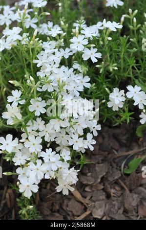 Im Mai blüht in einem Garten Weißmoos-Phlox (Phlox subulata) Maischnee Stockfoto