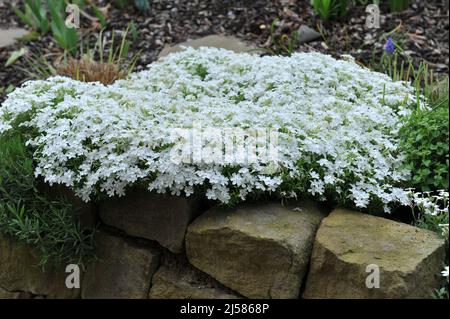 Im Mai blüht in einem Garten Weißmoos-Phlox (Phlox subulata) Maischnee Stockfoto