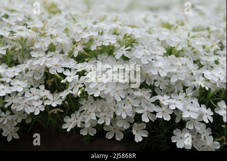 Im Mai blüht in einem Garten Weißmoos-Phlox (Phlox subulata) Maischnee Stockfoto