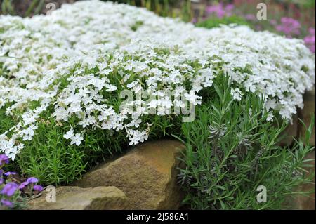 Im Mai blüht in einem Garten Weißmoos-Phlox (Phlox subulata) Maischnee Stockfoto