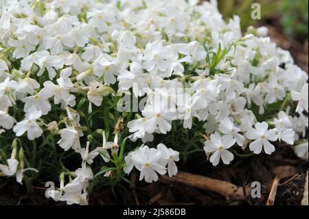 Im Mai blüht in einem Garten Weißmoos-Phlox (Phlox subulata) Maischnee Stockfoto