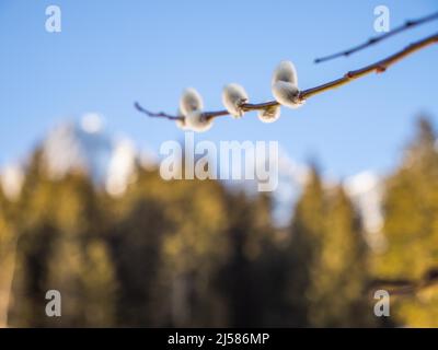 Palmkaetzchen, Hierzegg, Ramsau am Dachstein, Steiermark, Österreich Stockfoto