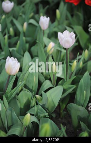 Zartrosa Triumph Tulpen (Tulipa) im März blüht die Blüte in einem Garten Stockfoto