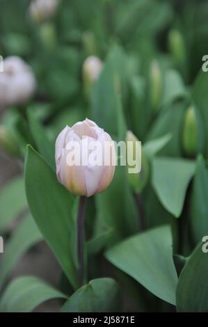 Zartrosa Triumph Tulpen (Tulipa) im März blüht die Blüte in einem Garten Stockfoto