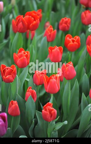 Rote Triumph Tulpen (Tulipa) Fiero blühen im März in einem Garten Stockfoto