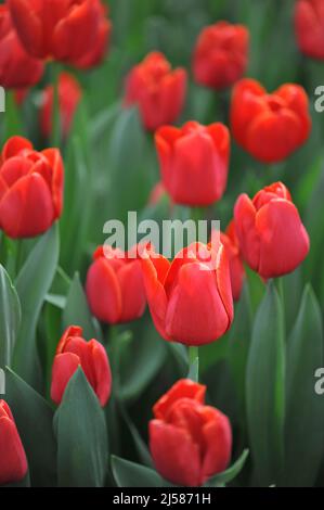 Rote Triumph Tulpen (Tulipa) Fiero blühen im März in einem Garten Stockfoto