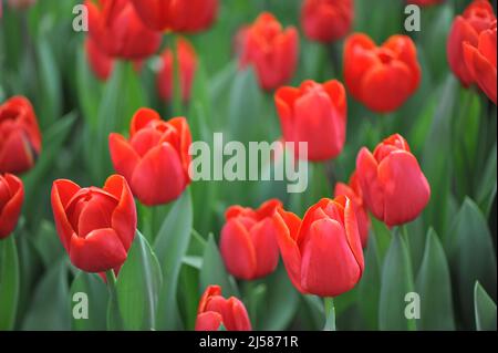 Rote Triumph Tulpen (Tulipa) Fiero blühen im März in einem Garten Stockfoto