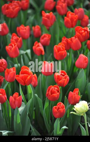 Rote Triumph Tulpen (Tulipa) Fiero blühen im März in einem Garten Stockfoto