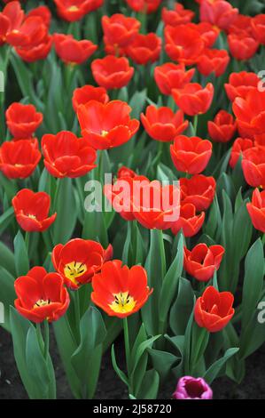 Rote Triumph Tulpen (Tulipa) Fiero blühen im März in einem Garten Stockfoto