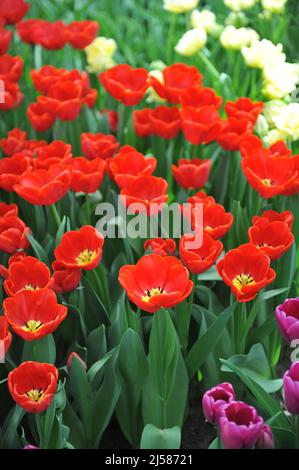 Rote Triumph Tulpen (Tulipa) Fiero blühen im März in einem Garten Stockfoto