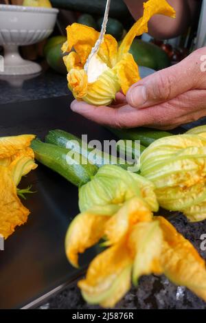 Süddeutsche Küche, Zubereitung gefüllte Zucchini-Blumen, Füllung Zucchini-Blumen mit Frischkäse, Teelöffel, vegetarische, gesunde Küche Stockfoto