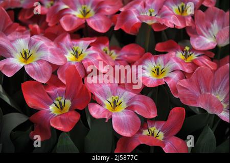 Pink Fosteriana Tulpen (Tulipa) Flammendes Purissima blüht im März in einem Garten Stockfoto