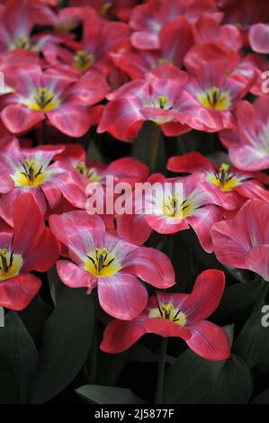 Pink Fosteriana Tulpen (Tulipa) Flammendes Purissima blüht im März in einem Garten Stockfoto