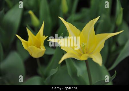 Gelbe Lilie-blühende Tulpen (Tulipa) Florijn Chic blühen im März in einem Garten Stockfoto