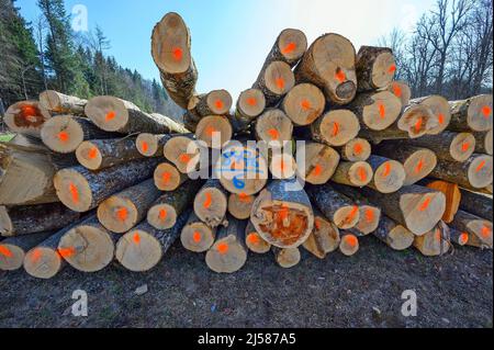 Holzhaufen, rot markierte Baumstämme, Eschen- und Buchenbäume, Kreuztal, Allgäu, Bayern, Deutschland Stockfoto