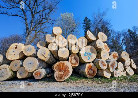 Holzstapel, blau markierte Baumstämme, Eschen- und Buchenbäume, Kreuztal, Allgäu, Bayern, Deutschland Stockfoto