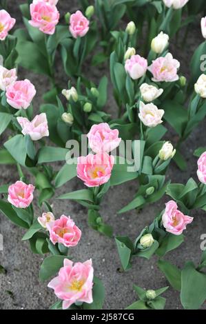 Pink Double Early Tulpen (Tulipa) Foxtrot blüht im März in einem Garten Stockfoto