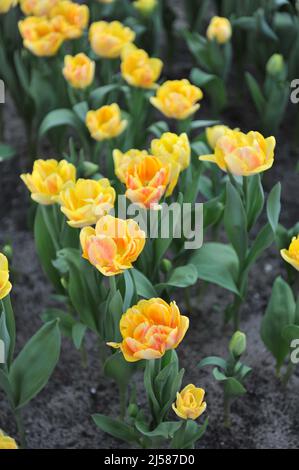 Gelbe Pfingstrose Doppelte frühe Tulpen (Tulipa) Foxy Foxtrot blühen im März in einem Garten Stockfoto