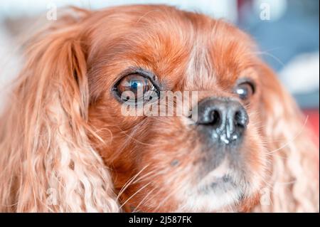 Portrait von einem Hund der Rasse Cavalier King Charles Spaniel in der Musterung Ruby, Hannover, Niedersachsen, Deutschland Stockfoto