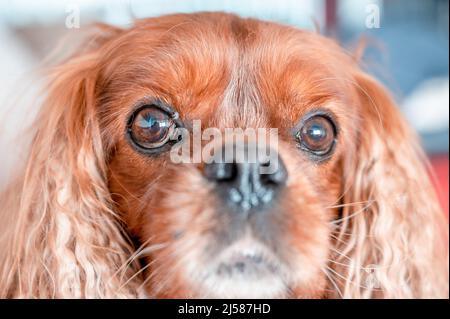 Portrait von einem Hund der Rasse Cavalier King Charles Spaniel in der Musterung Ruby, Hannover, Niedersachsen, Deutschland Stockfoto