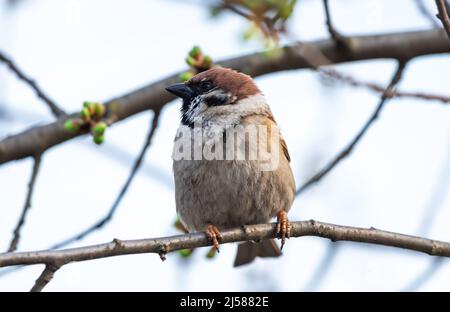 Kleiner Haussperling, der auf einem Foto des Frühlingsbaums sitzt Stockfoto