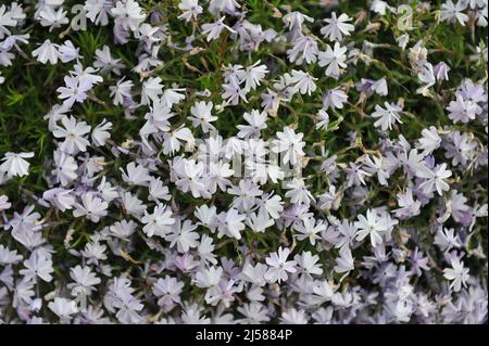 Hellblaues Moosphlox (Phlox subulata) Smaragdkissen Blau blüht im Mai in einem Garten Stockfoto